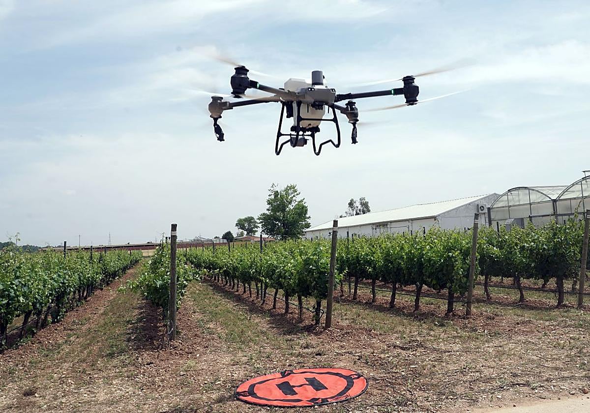 Un dron sobrevuela un viñedo.