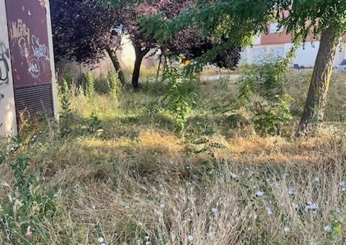 Imagen secundaria 1 - Garrapatas y ratones, malas hierbas y suciedad: la queja de los vecinos de un barrio de San Andrés