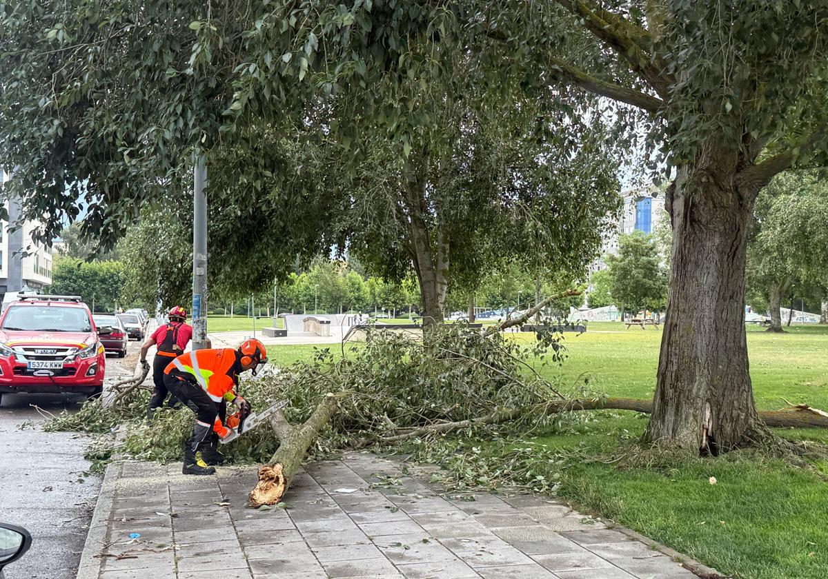 Imagen de los Bomberos de León quitando los árboles.