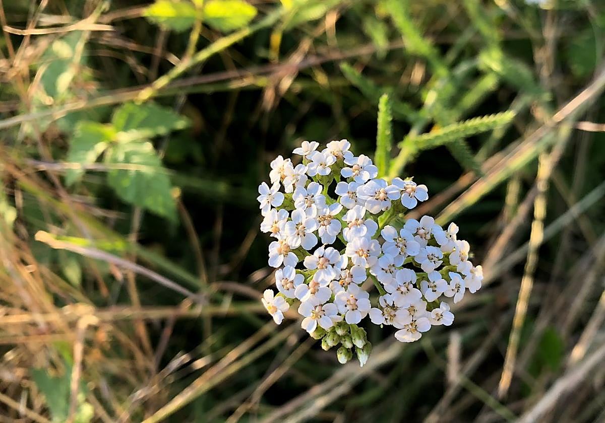 Flores en León este verano.