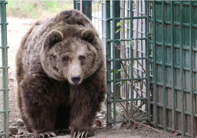 Luna, la hembra de la pareja de osos del Coto Escolar de León.