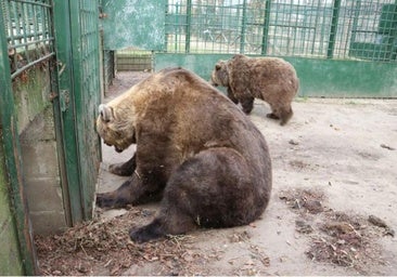 El Coto Escolar de León cede a la presión animalista y se quedará sin osos