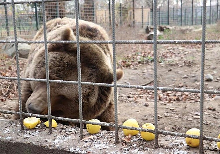 Uno de los osos come manzanas.