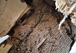 Insectos en el subsuelo de la iglesia de Fontanil de los Oteros.