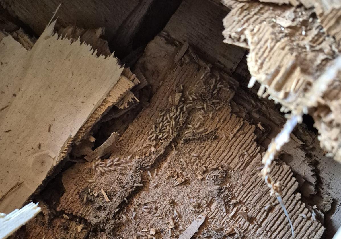 Insectos en el subsuelo de la iglesia de Fontanil de los Oteros.
