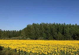 Un campo de girasoles a las afueras de León.