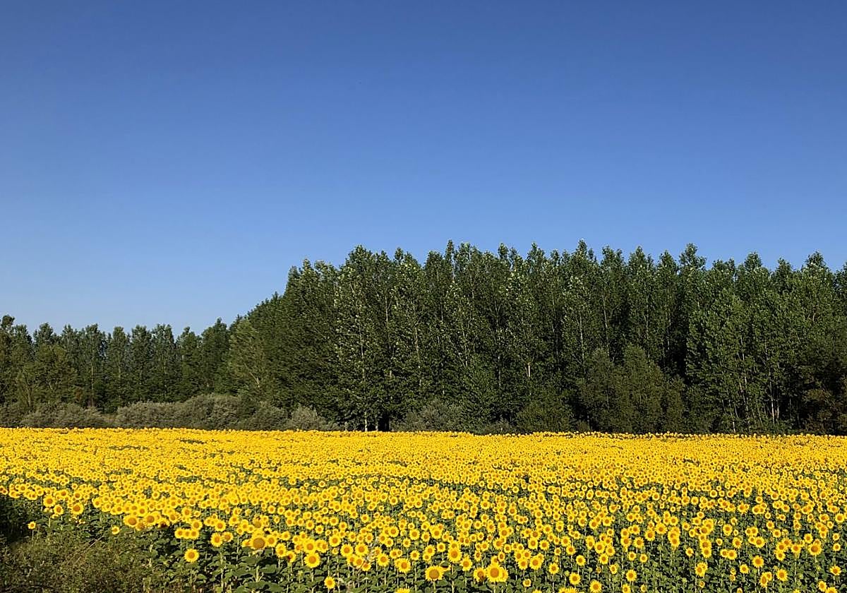 Un campo de girasoles a las afueras de León.
