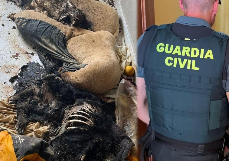 Investigan la muerte de dos perros en un piso de Navatejera