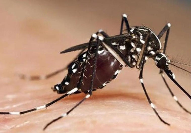 Agosto activa la vigilancia del mosquito tigre con un sistema de detección en León