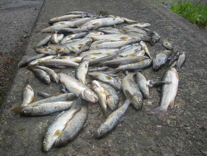 Truchas muertas en una imagen de archivo.