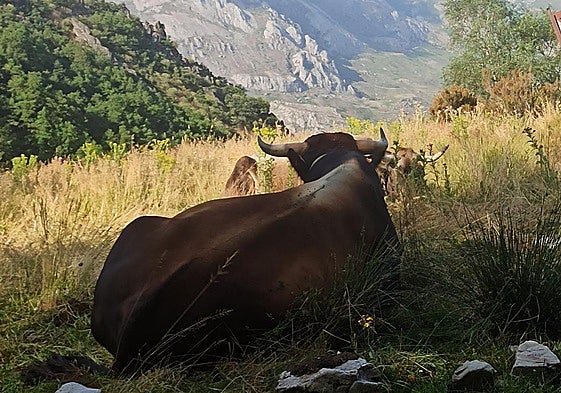 Mantequera leonesa en los montes de León.