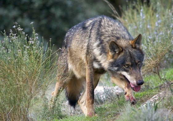 Un lobo ibérico en una imagen de archivo.