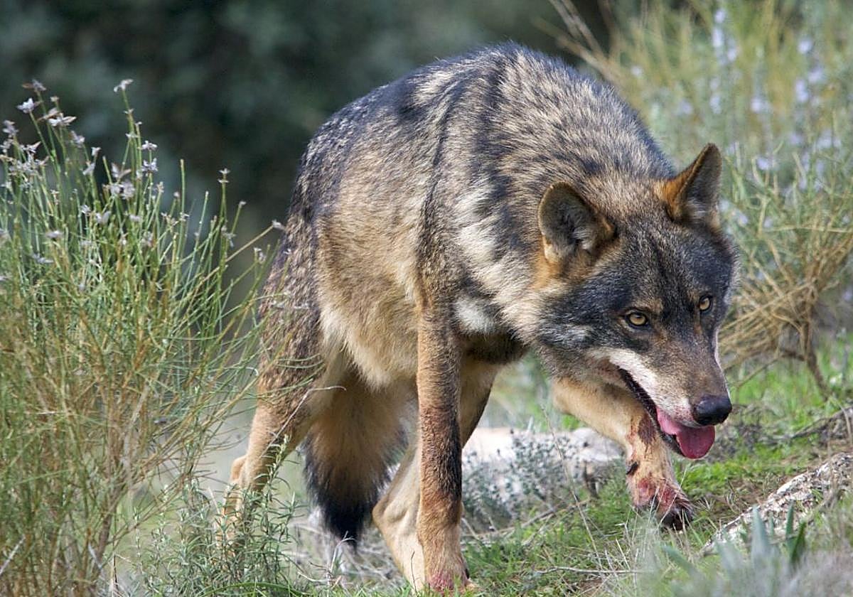 Un lobo ibérico en una imagen de archivo.