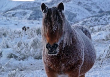 Temperaturas bajo cero en pleno julio: un prado de León se congela