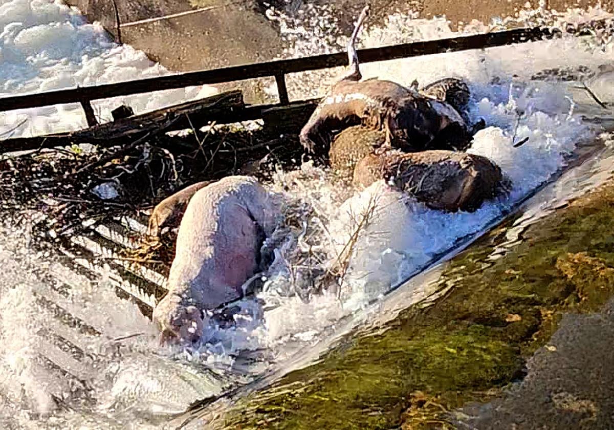 Animales muertos en el canal.