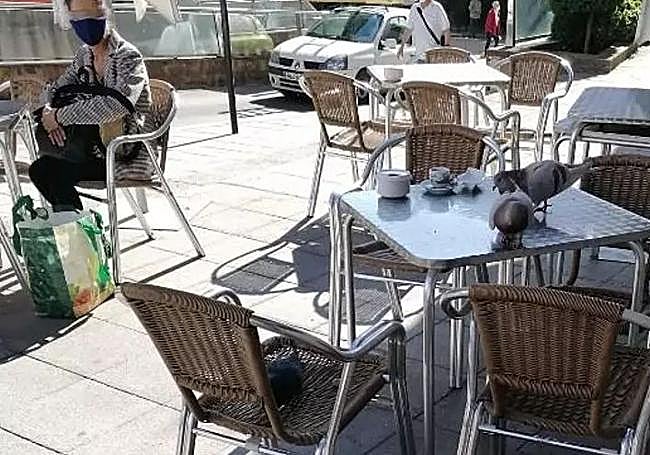 imagen de las palomas en una terraza de León.