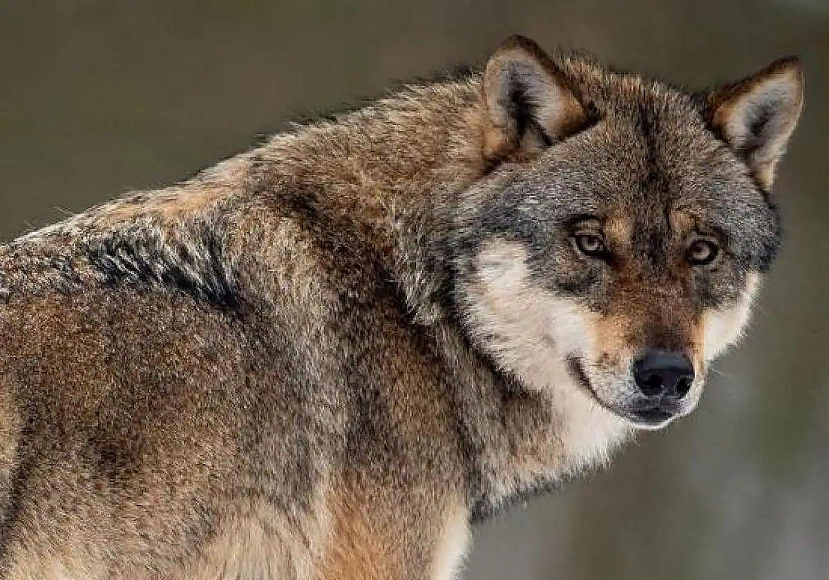 Castilla y León sobre el lobo: «Hay que proteger también a una especie, el ser humano en el mundo rural»