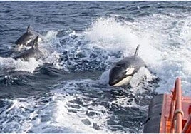 Grupo de orcas tras el incidente de la costa de Llanes.