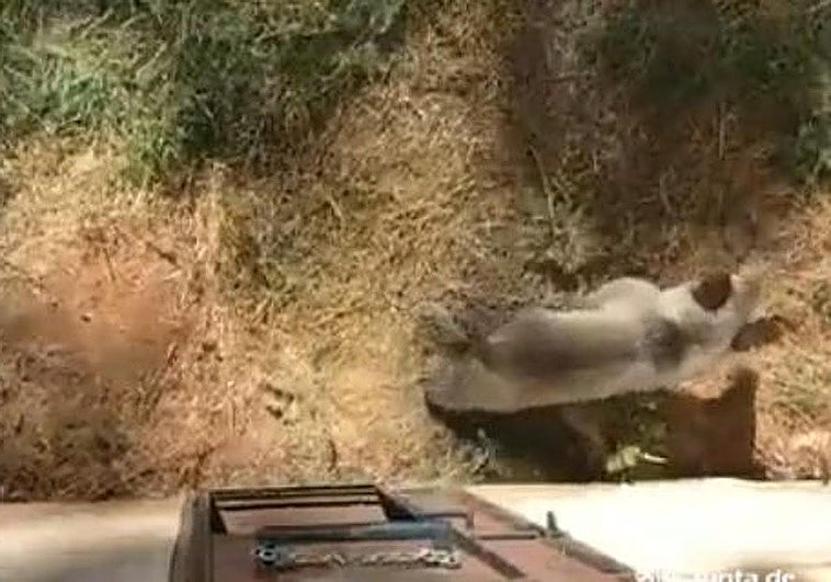 La osezna Alba se recupera en Valsemana.