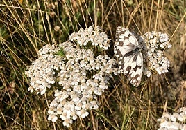 Imagen de flores y una mariposa.