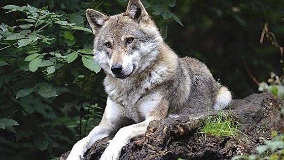 Ecologistas en Acción se queja al Defensor del Pueblo de «opacidad de la Junta sobre el lobo»