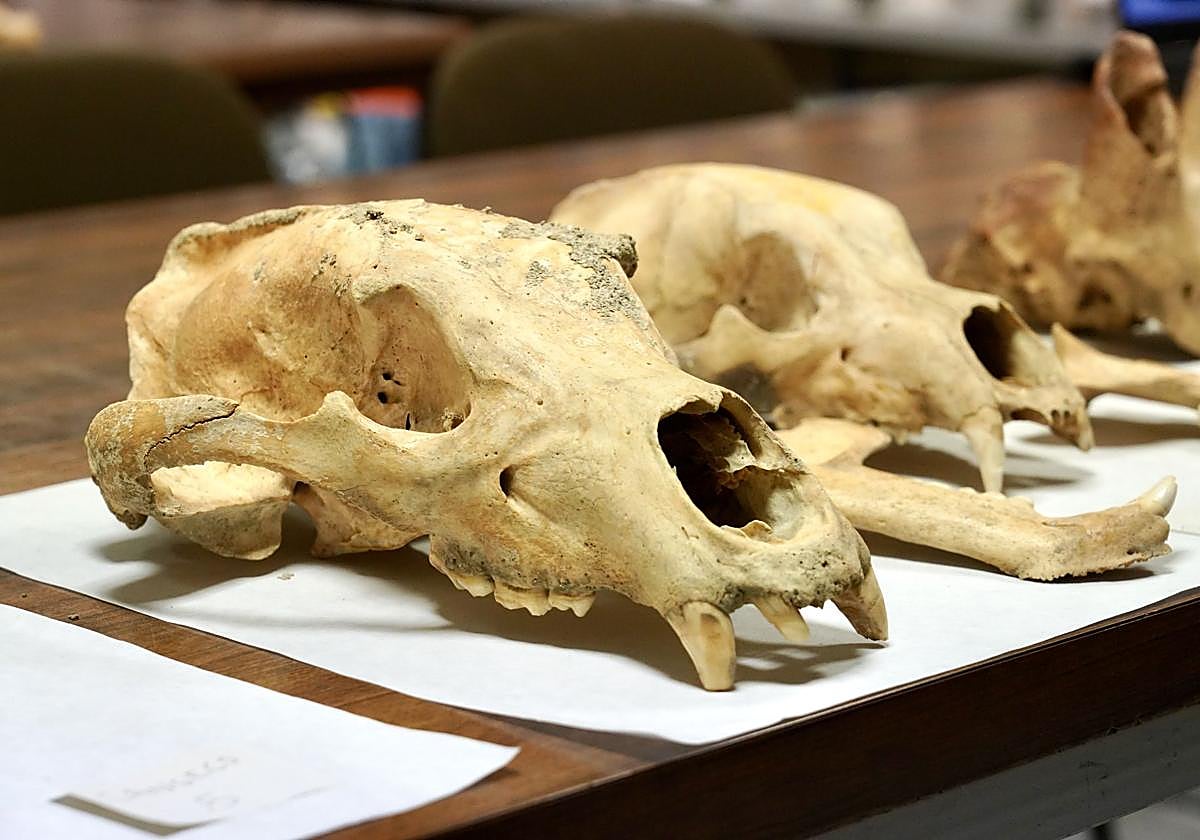 Restos óseos de la primera campaña.