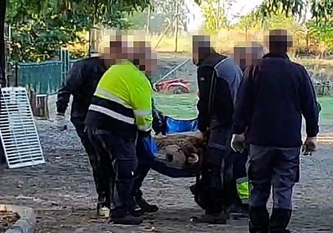 Uno de los osos durante el traslado.