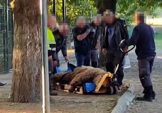 Traslado de los osos del Coto Escolar hacia Alemania.