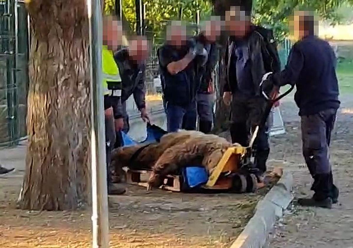 Traslado de los osos del Coto Escolar hacia Alemania.