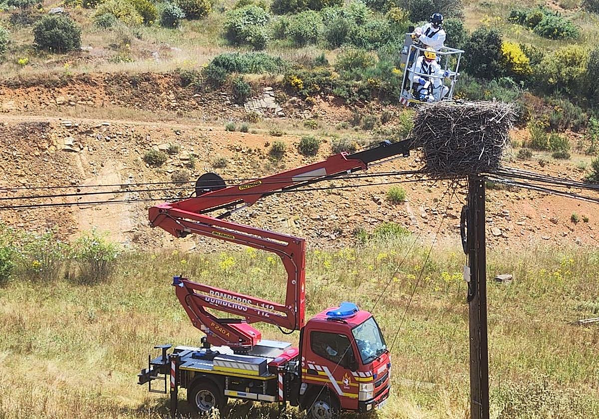 Recogida de las cigüeñas muertas.