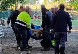 Salida del Coto Escolar de uno de los osos.