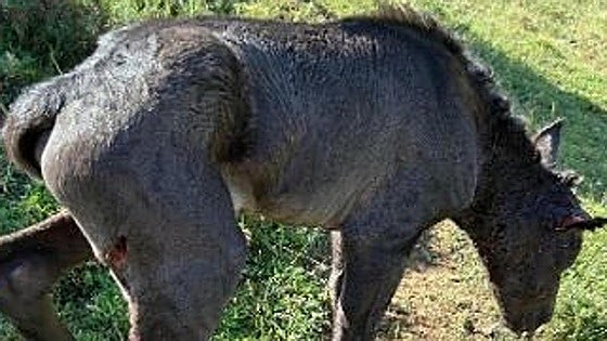 Cinco ataques de lobo seguidos en ocho días