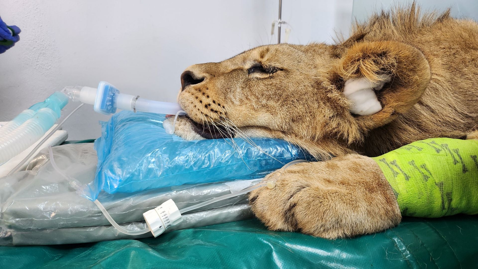 Tratamiento de dos leones de Cabárceno en León
