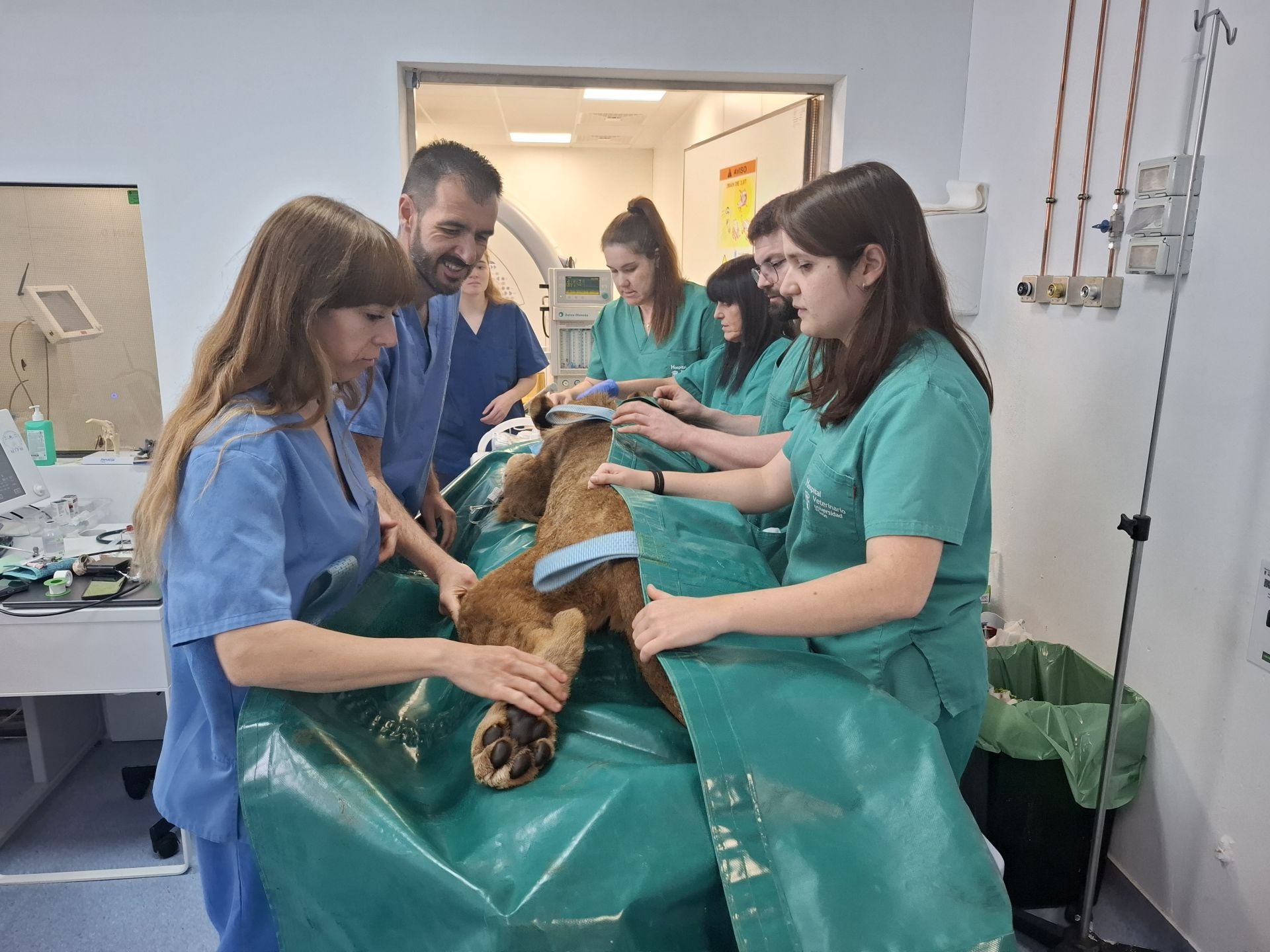 Tratamiento de dos leones de Cabárceno en León