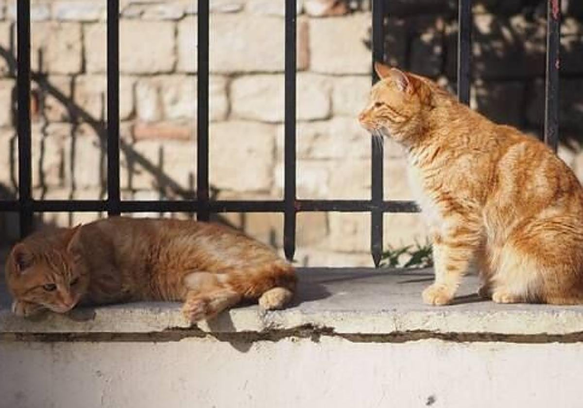 Imagen de una colonia de gastos.