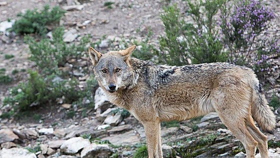 La Junta se persona contra el recurso del Defensor del Pueblo para defender la ley de gestión del lobo