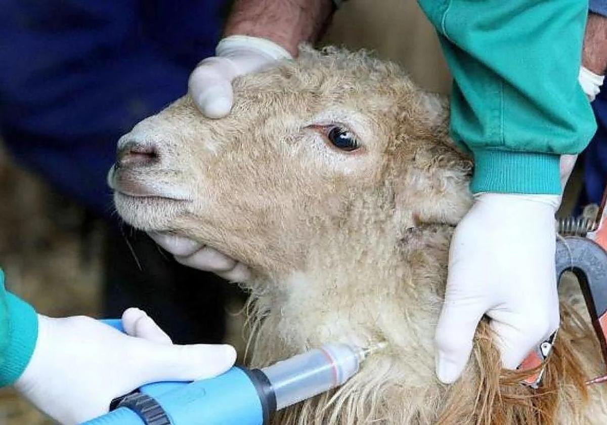 Vacunación de una obeja contra la lengua azul en una imagen de archivo.