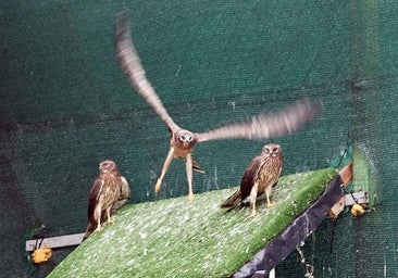 Los CRAS de Castilla y León liberaron 2.357 animales silvestres vivos