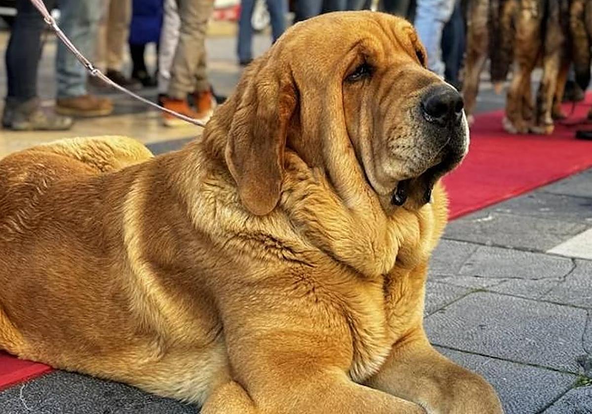 Imagen de archivo de un mastín premiado en León.
