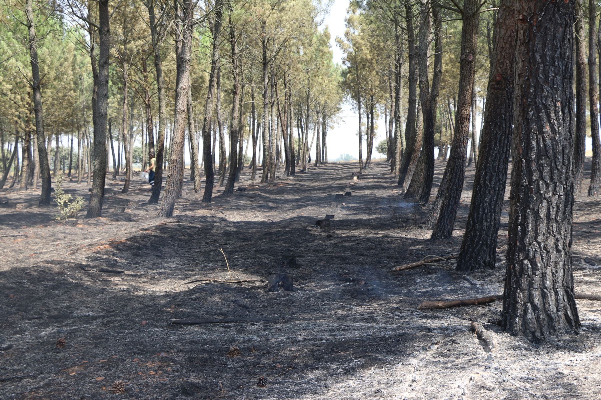El Puesto de Mando Avanzado coordina la lucha contra el incendio de Castrocalbón