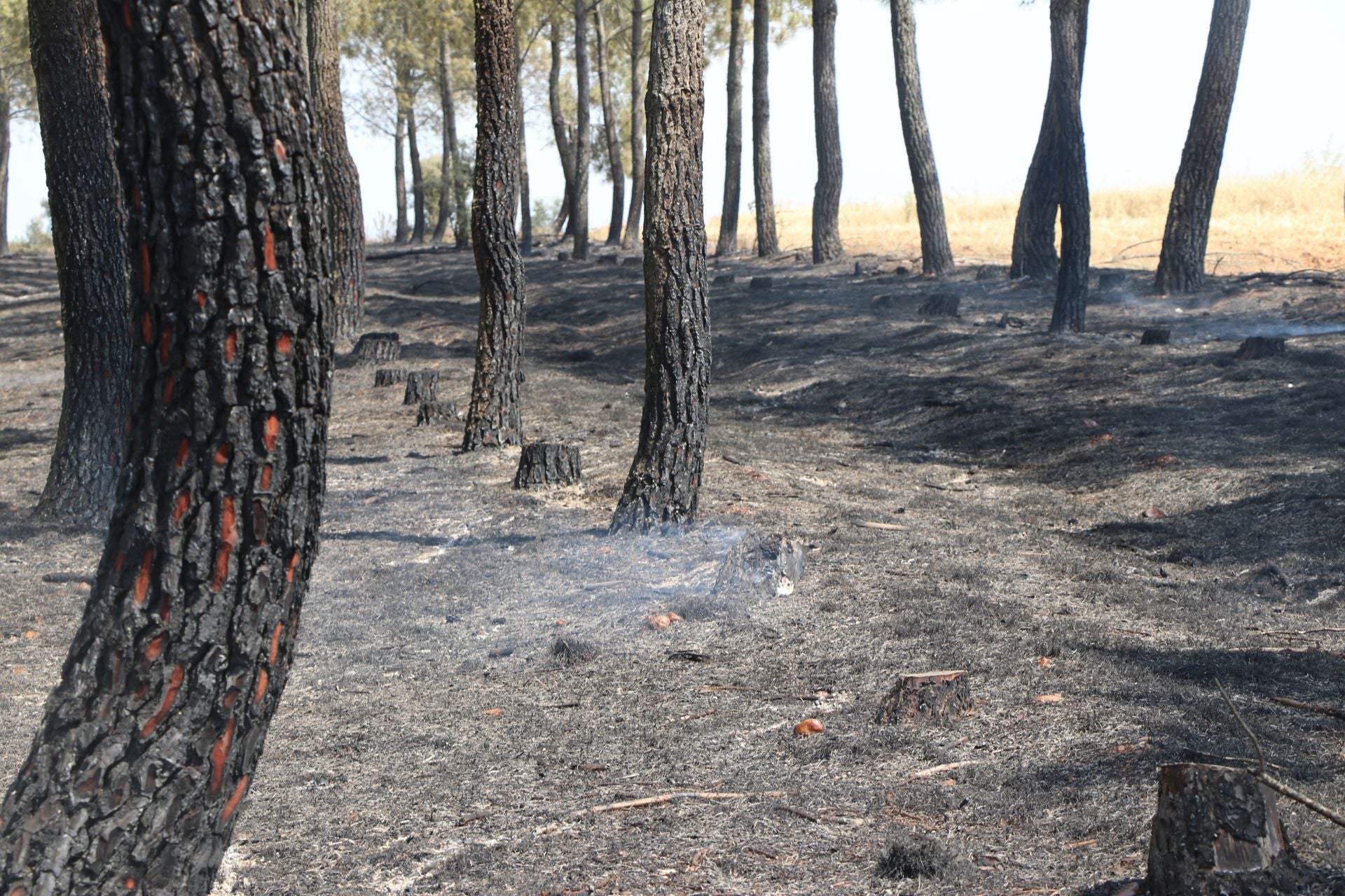 El Puesto de Mando Avanzado coordina la lucha contra el incendio de Castrocalbón
