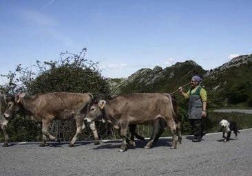 Agricultores y transportistas se organizan para suministrar alimento al ganado de la Valdería