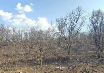 Cuatro de los heridos por el fuego continúan en situación crítica