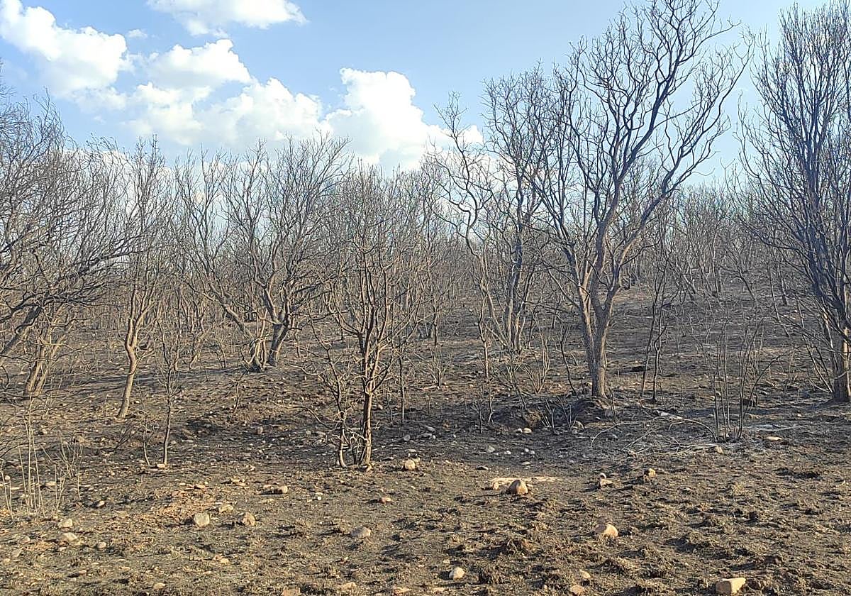 Árboles de San Esteban de Nogales tras el paso del incendio