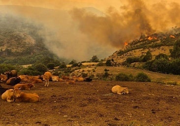 El incendio de Fasgar avanza hacia Omaña: «Hemos desplegado todas las bocas de riego y mangueras»