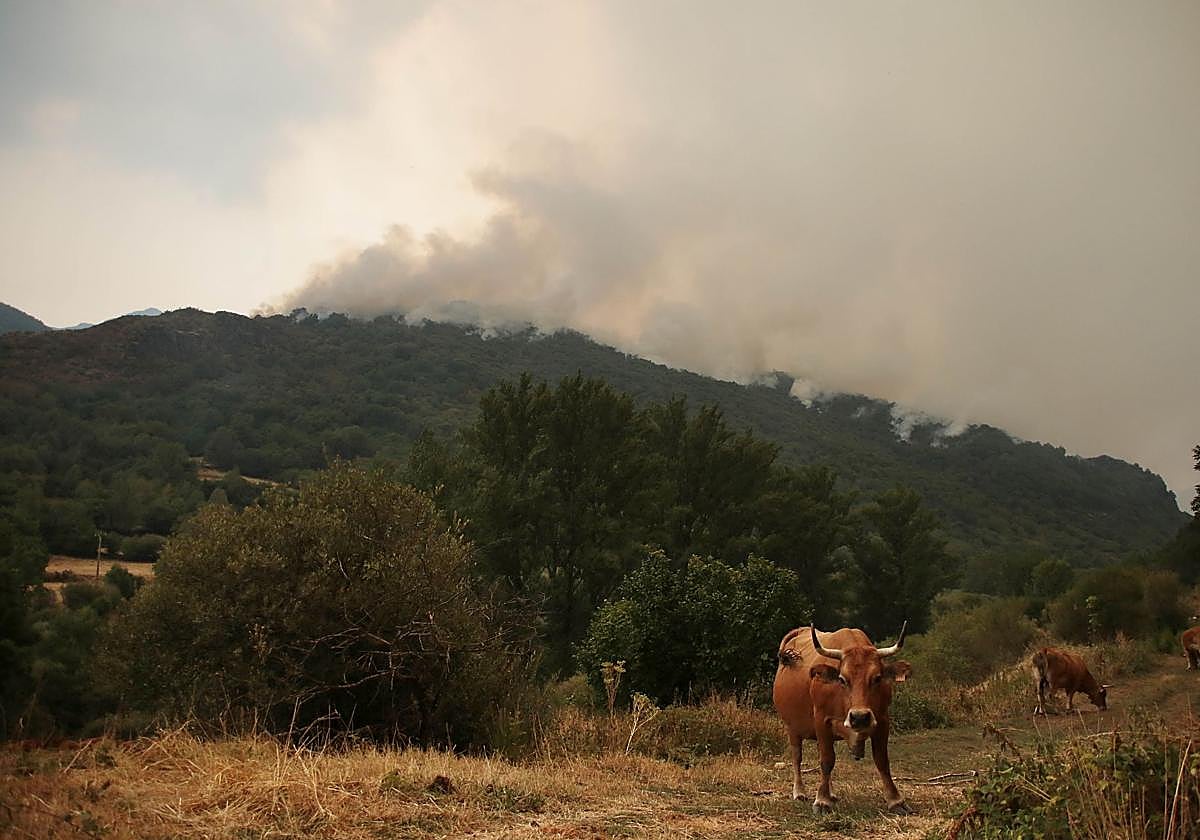 Imagen de las vacas en el monte mientras aparece el humo de fondo