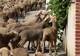 Ovejas en León comen las plantas de una vivienda.