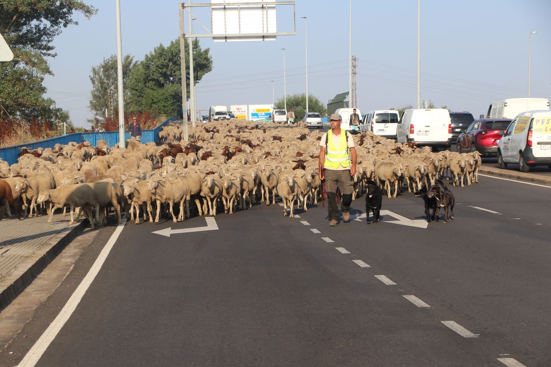 La trashumancia llega a León