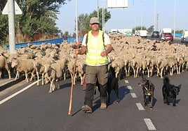 Uno de los ganaderos a la cabeza del rebaño.