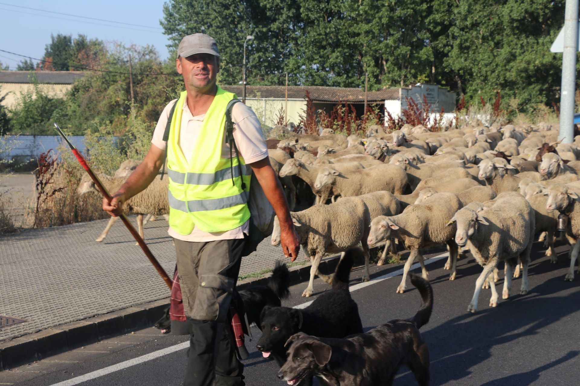 La trashumancia llega a León